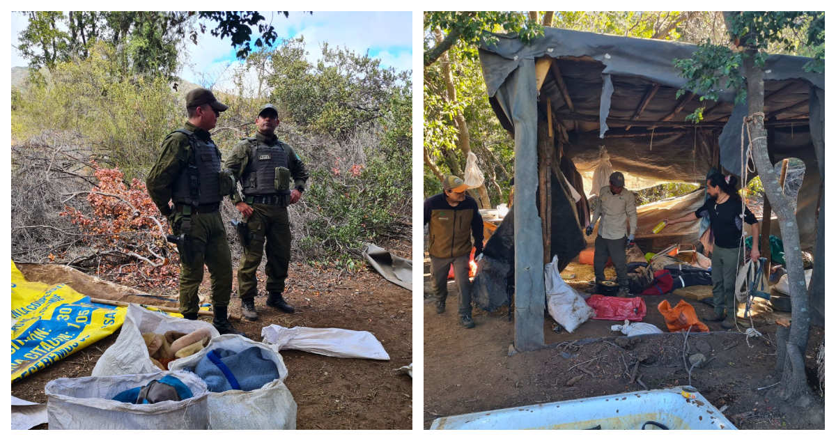Conaf y OS-5 de Carabineros desmantelan campamento ilegal en Parque Nacional La Campana