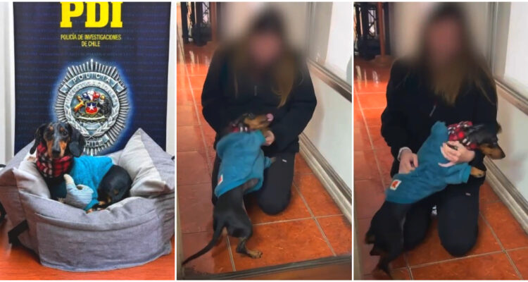 https://media.biobiochile.cl/wp-content/uploads/2026/06/captan-felicidad-de-perro-de-apoyo-emocional-al-volver-con-duena-tras-apropiacion-indebida-de-expareja-750x400.jpg