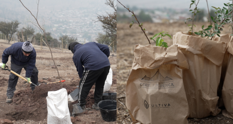 En el Día Mundial del Medio Ambiente se plantaron más de 80 mil árboles para reforestar el Cerro Renca