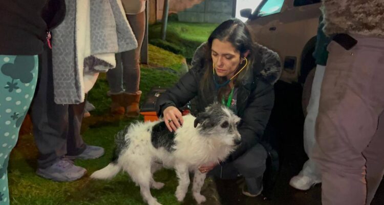 https://media.biobiochile.cl/wp-content/uploads/2026/06/cheme-el-perro-que-acomppano-a-mujer-desparecida-en-quellon-sera-hospitalizado-para-monitoriar-su-salud-750x400.jpg