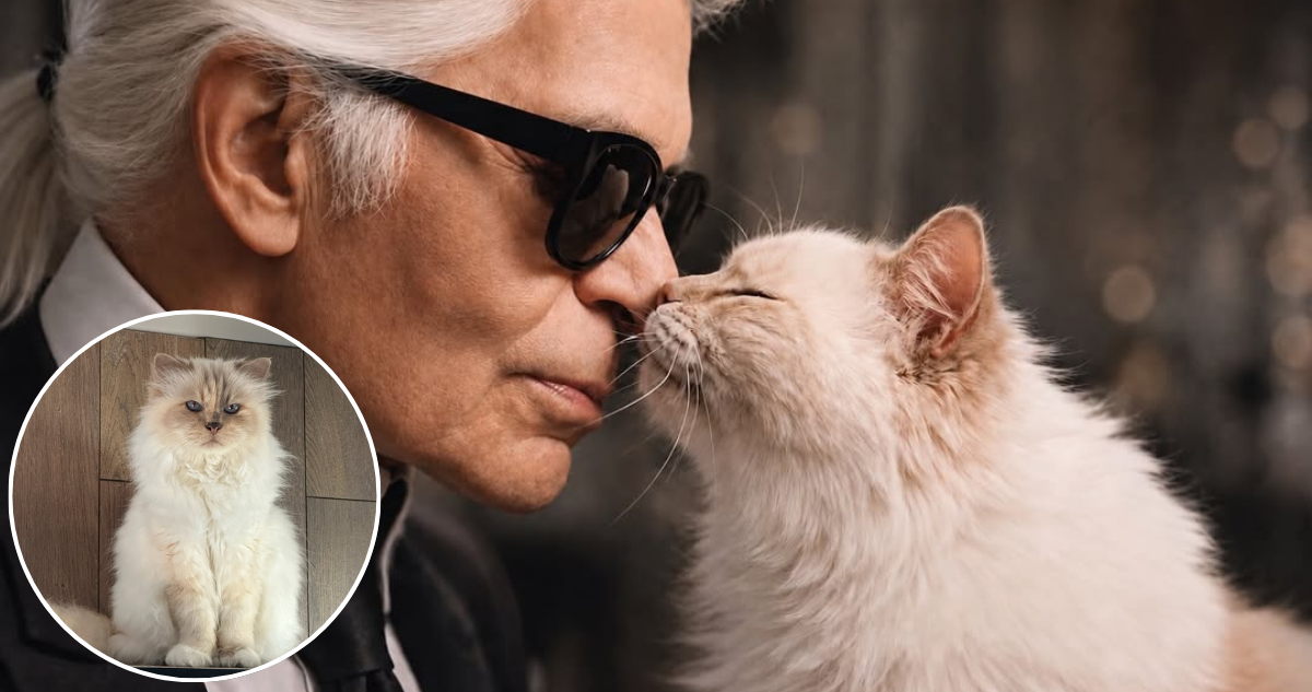 Gata Choupette