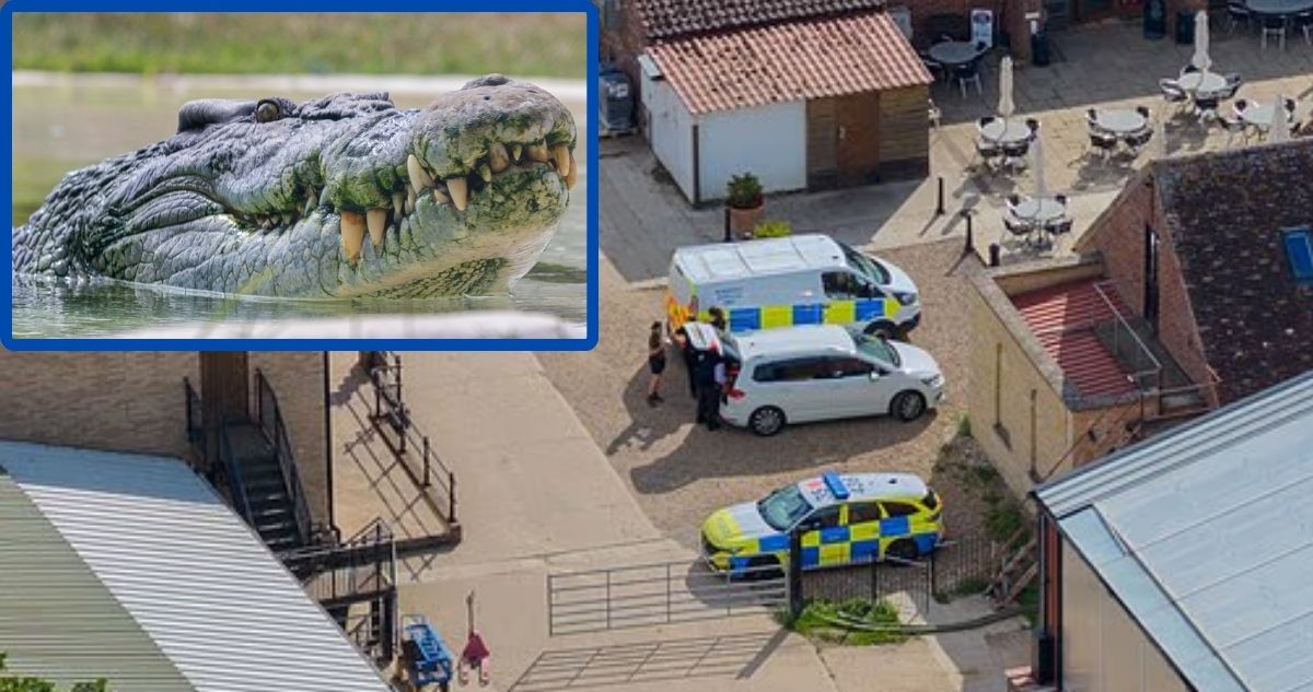 Horror en el Zoológico: Niño de 3 años fue arrojado a la jaula de los cocodrilos en Inglaterra