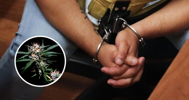 Condenan por tráfico a sujeto que portaba 5 plantas de cannabis, pese a contar con prescripción médica