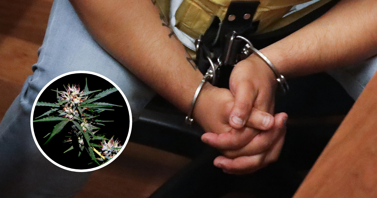 Condenan por tráfico a sujeto que portaba 5 plantas de cannabis, pese a contar con prescripción médica