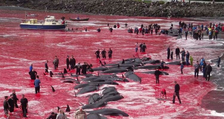 Masacran brutalmente a más de 700 ballenas y delfines en un solo día en las Islas Feroe