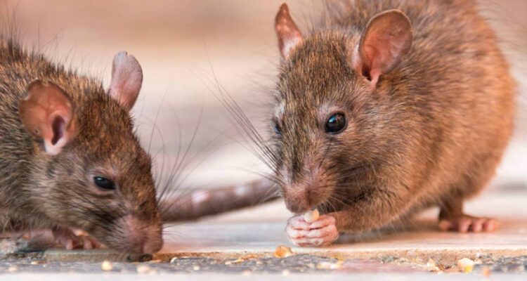 Ratamix | BTS Intrade Laboratorios