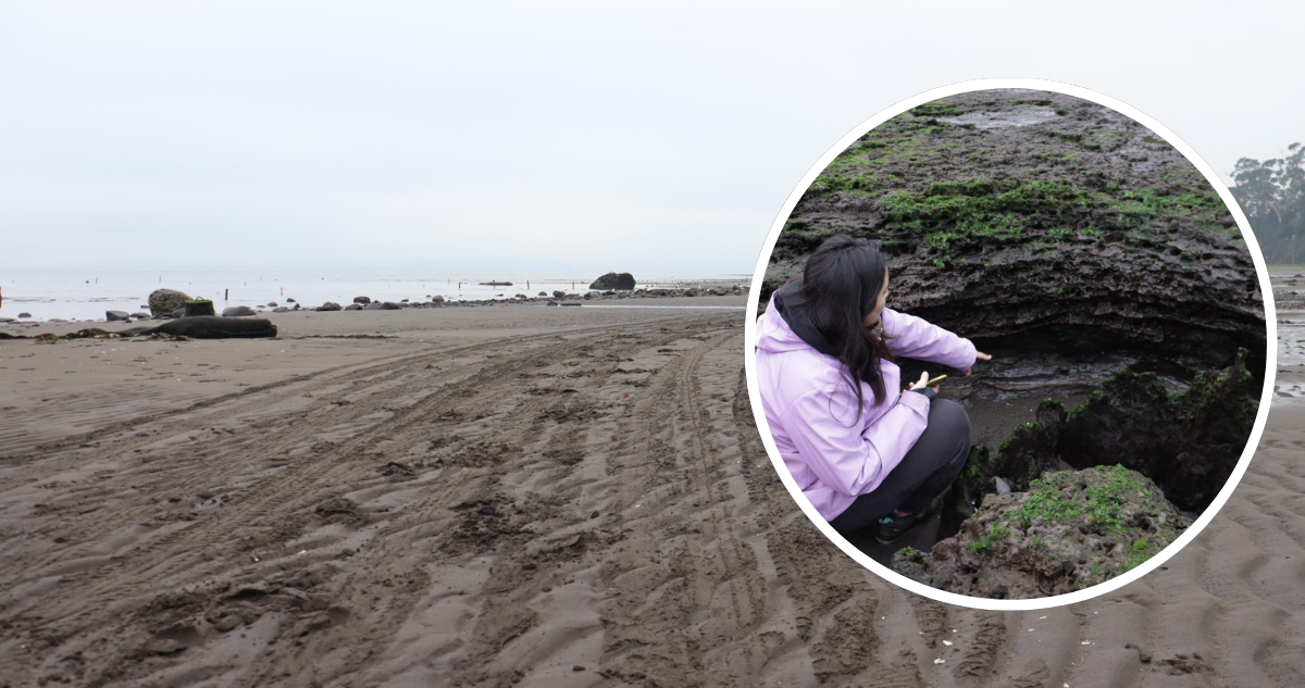 Expertos alertan grave daño en playa Pelluhuín por ingreso de vehículos sobre huellas fósiles