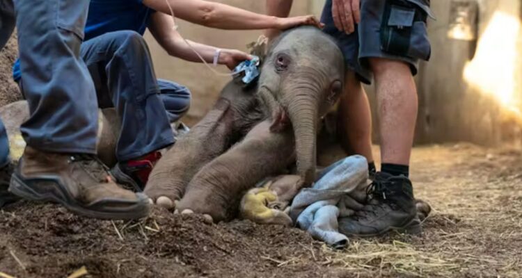 La triste historia de bebé elefanta sacrificada solo un día después de nacer en zoológico de Zúrich