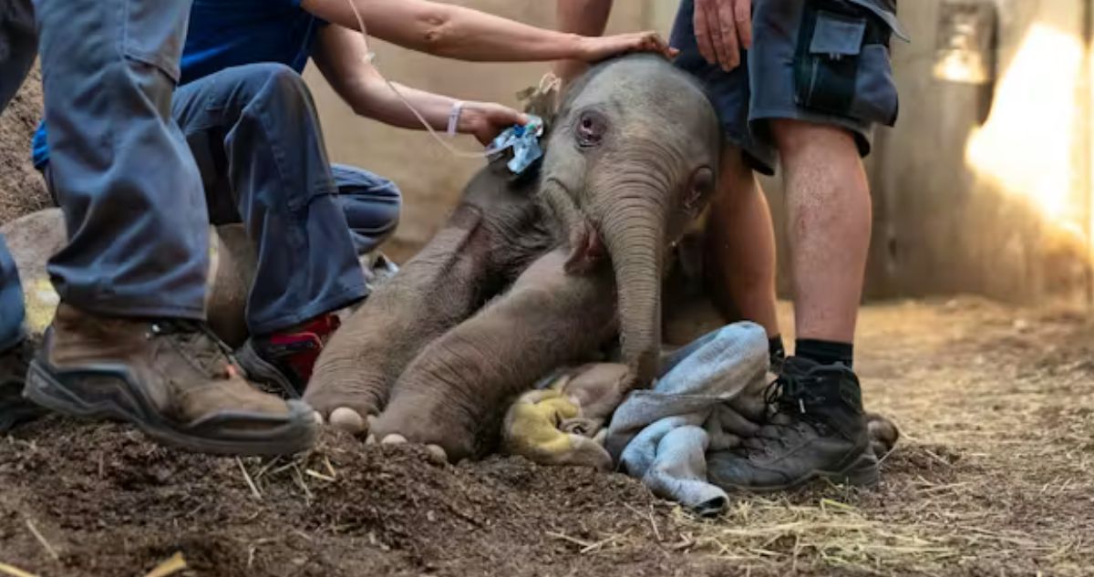 La triste historia de bebé elefanta sacrificada solo un día después de nacer en zoológico de Zúrich