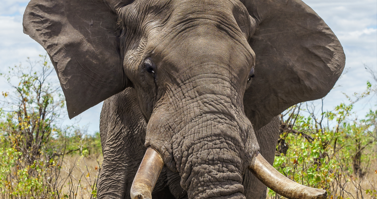 Elefante