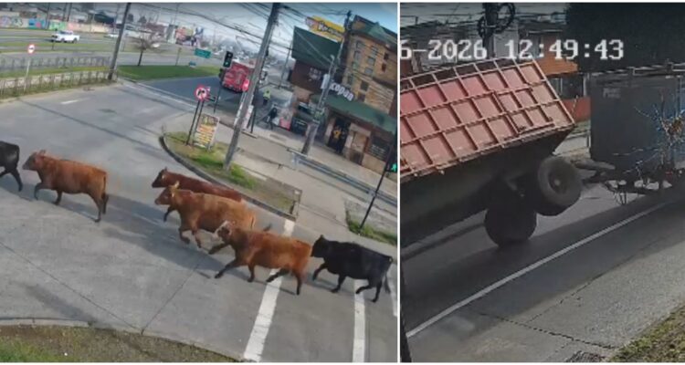 Encuentran faenado a toro