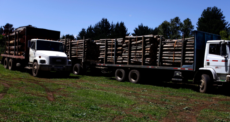 Cae banda dedicada al robo de madera en Ñuble: 17 detenidos y $3 mil millones en bienes incautados