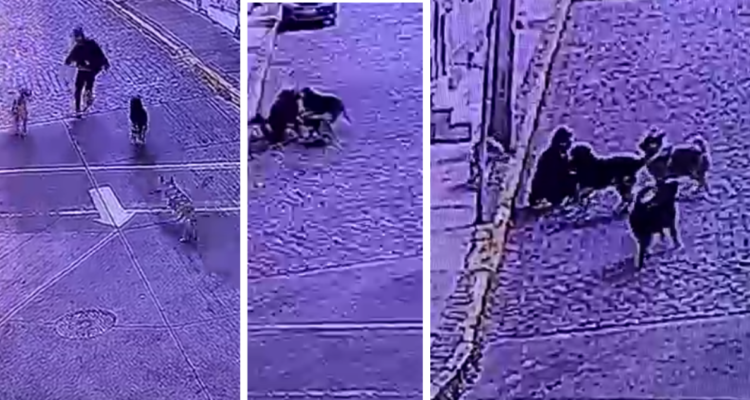 VIDEO | Jauría de perros ataca a turista extranjero en Valparaíso: no sería primera vez en la zona
