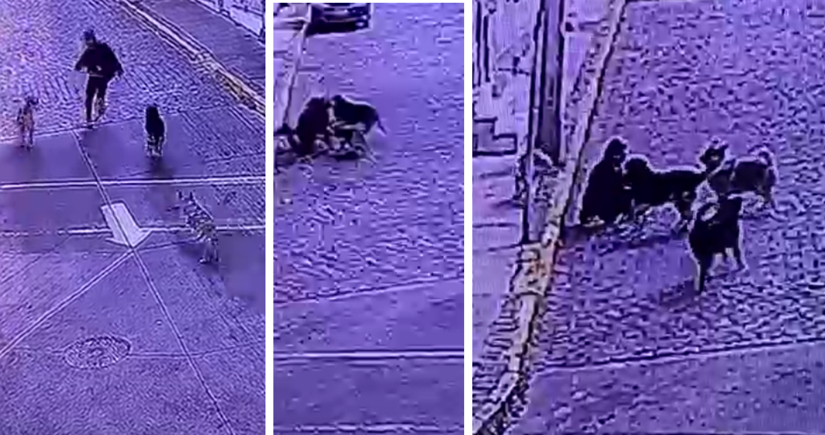 VIDEO | Jauría de perros ataca a turista extranjero en Valparaíso: no sería primera vez en la zona