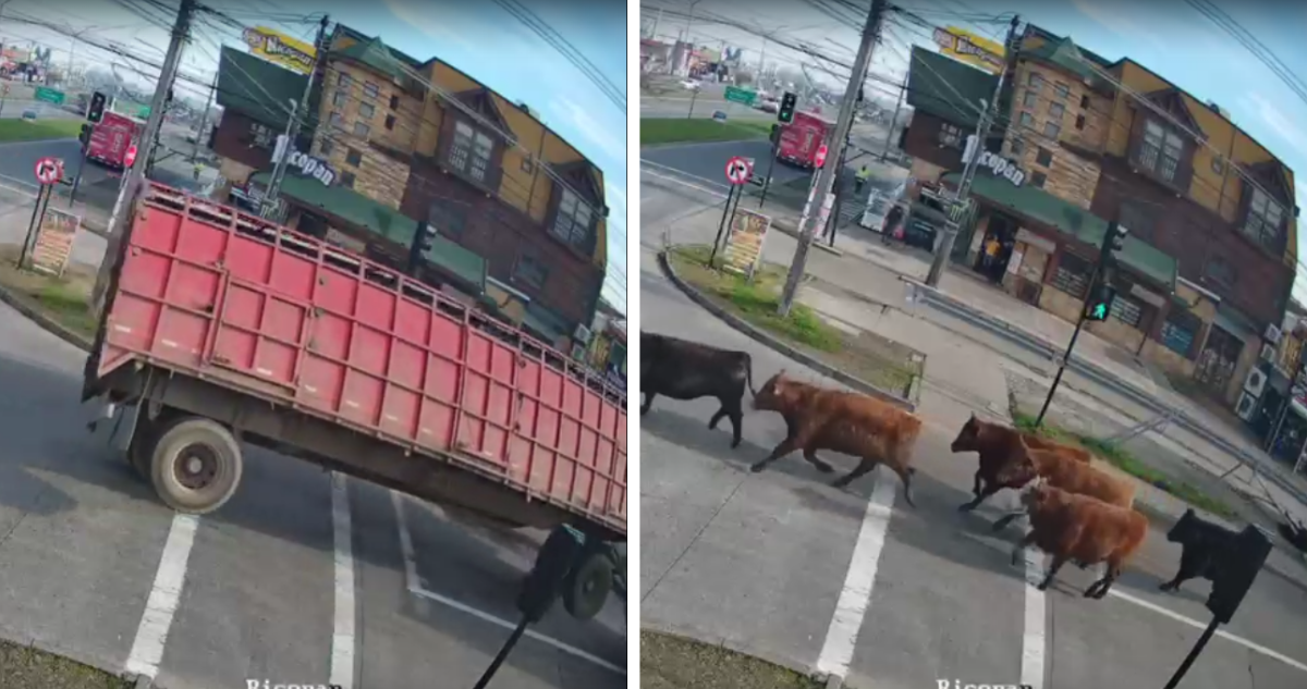 Video muestra volcamiento de camión con ganado en Temuco: novillos escaparon y son buscados con dron