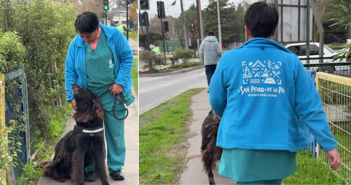 Llaman a adoptar a animales de veterinaria municipal de San Pedro de la Paz: caniles están llenos