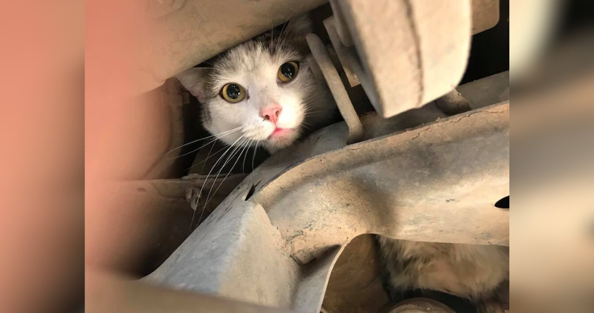 Podrías tener un gato escondido en el motor de tu auto y no saberlo ¿Qué hacer para que escape?