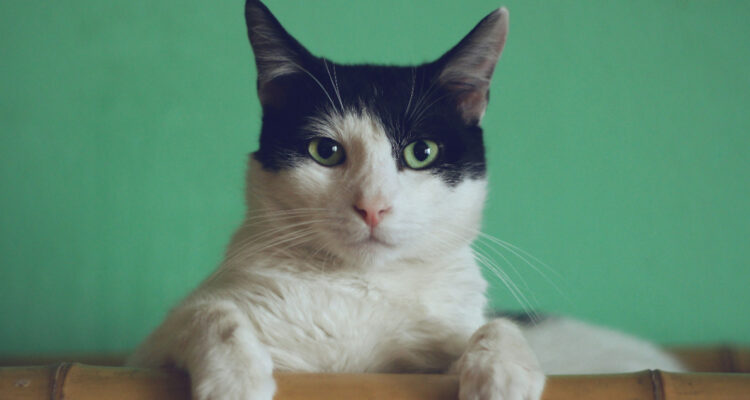 Foto de un gato