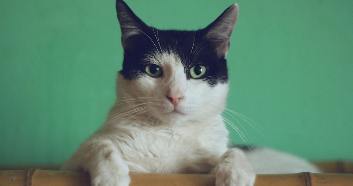 Foto de un gato