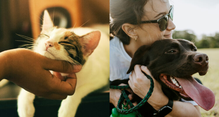 Foto de gatos y perros con sus dueños