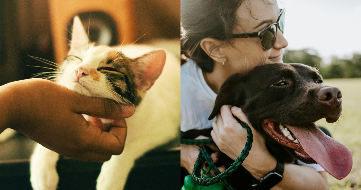 Foto de gatos y perros con sus dueños