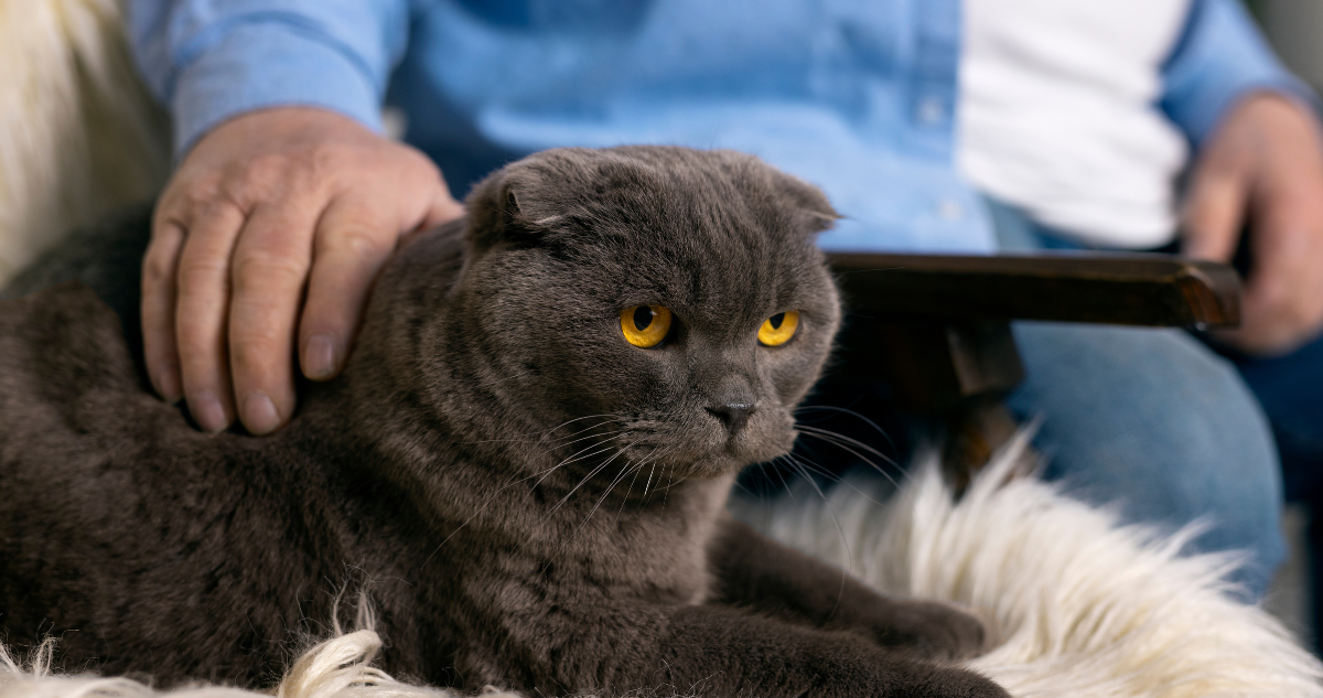 gatos