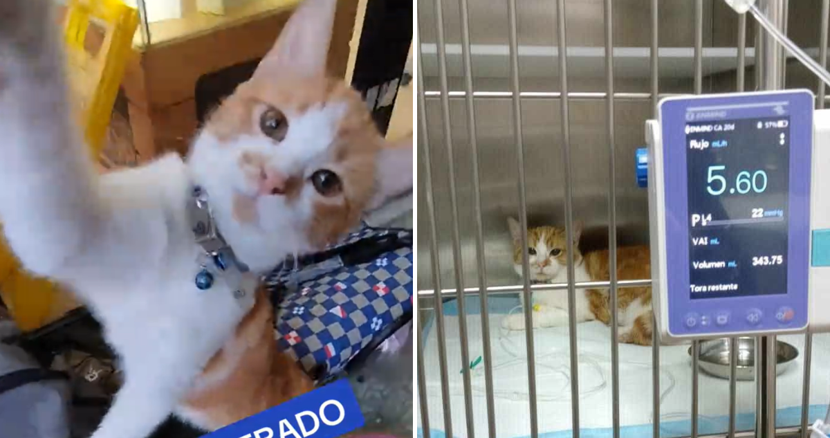 Golpean a conocida gata del centro de Concepción durante asalto: Piden ayuda para atención veterinaria