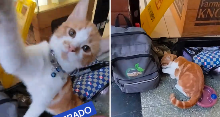 Golpean a conocida gata del centro de Concepción durante asalto: Piden ayuda para atención veterinaria