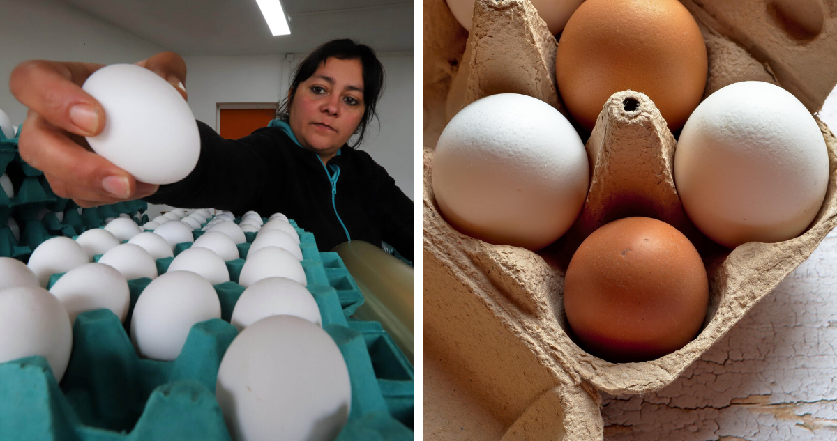 Entre dato útil y marketing: Sernac analizó etiquetado de huevos y cómo pueden “confundir” al comprar