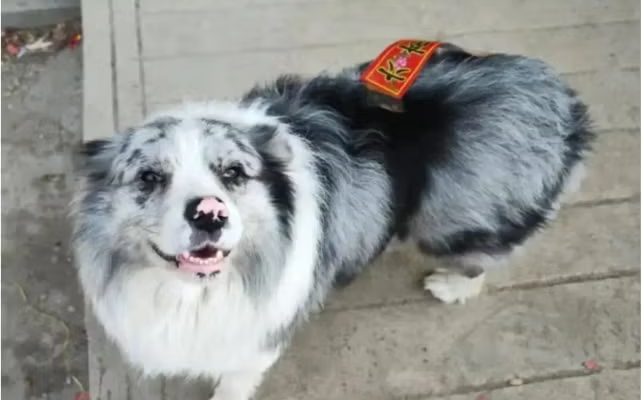 Perrito que conquistó China habría terminado servido como plato en restaurante por 24 mil pesos