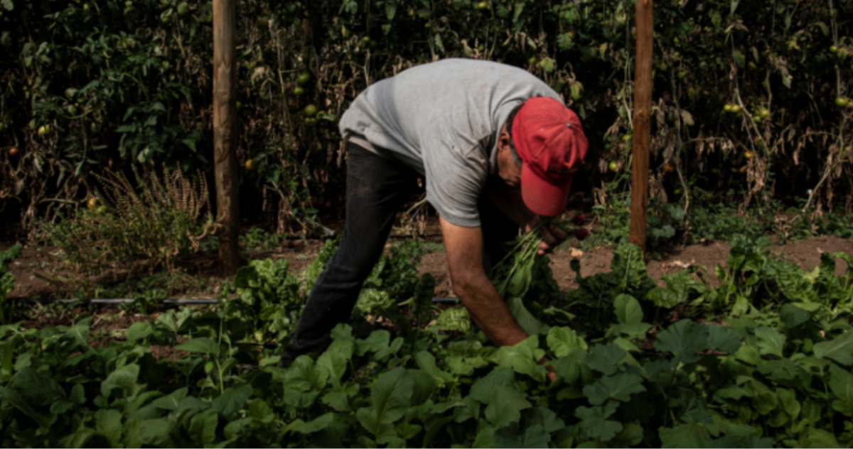 Agricultor