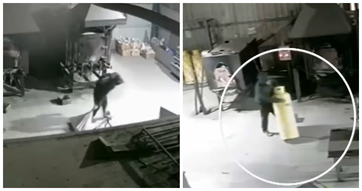 Insólito: delincuentes entran a robar a crematorio de mascotas en Lampa y huyen con cuerpos de perros