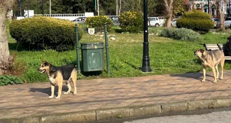 Jauría de perros en Lota