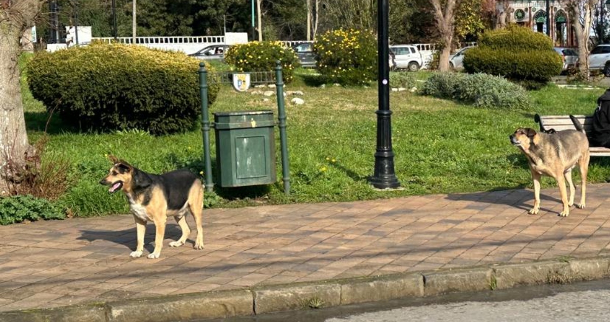 Jauría de perros en Lota