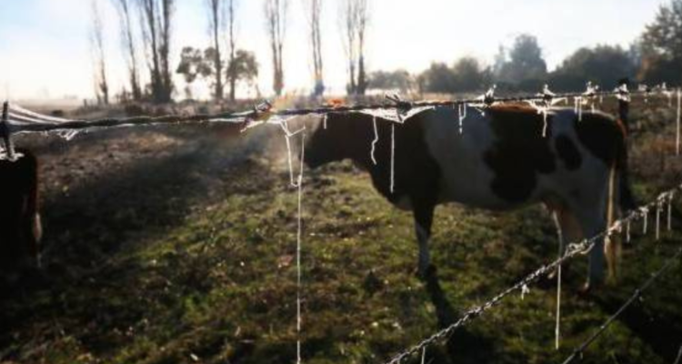 Pronostican heladas de hasta -4°C desde la madrugada del jueves en la región de Ñuble
