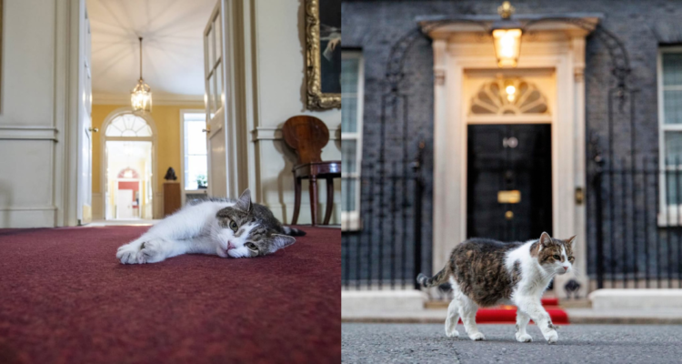 Larry, el gato del 10 de Downing Street