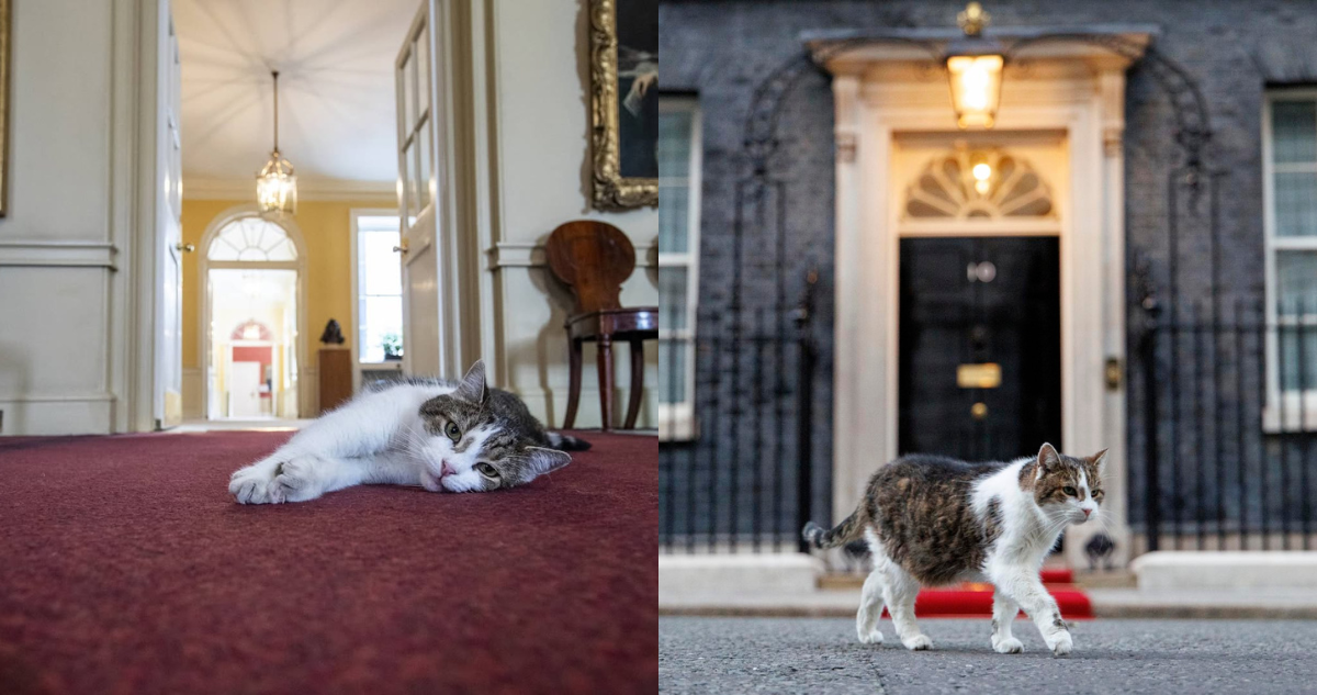 Larry, el gato del 10 de Downing Street