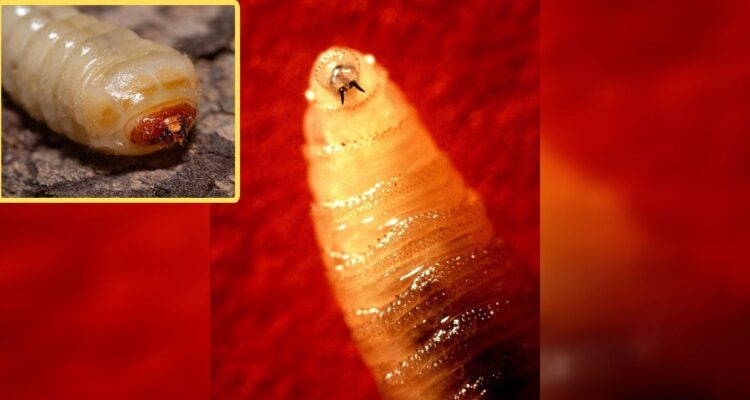 EEUU en alerta por parásitos carnívoros que se introducen en el tejido vivo de sus víctimas