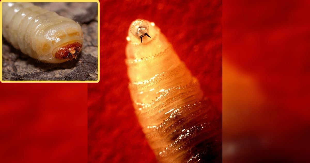 EEUU en alerta por parásitos carnívoros que se introducen en el tejido vivo de sus víctimas