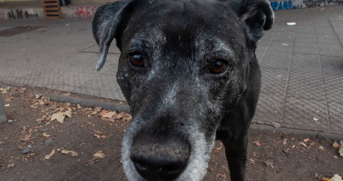 Ley Balto: diputados impulsan proyecto que aumenta penas por maltrato animal hasta 5 años de cárcel