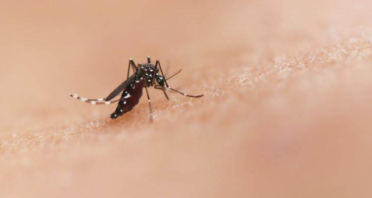 Foto de un mosquito Aedes aegypti para ilustrar nota sobre el proyecto de google