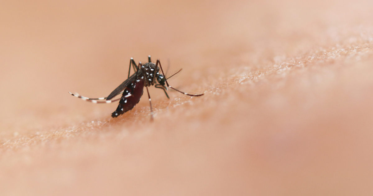 Foto de un mosquito Aedes aegypti para ilustrar nota sobre el proyecto de google