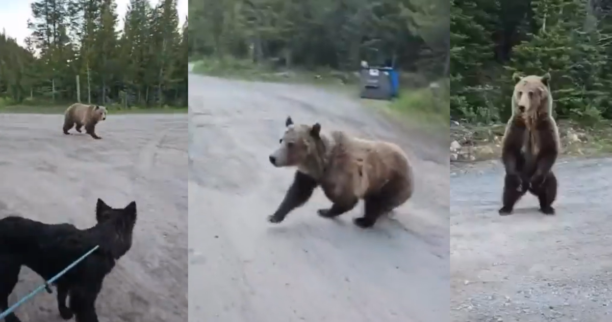 Mujer vive momentos de terror tras ser perseguida por un oso en Canadá mientras paseaba a su perro
