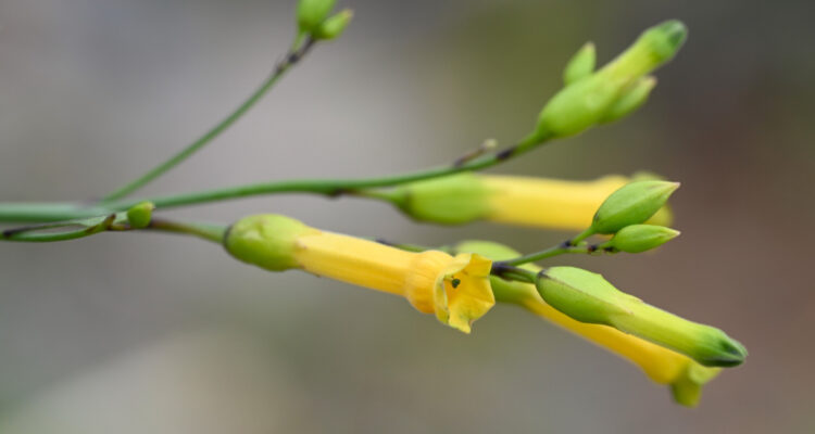 Foto de la planta tóxica Nicotiana glauca