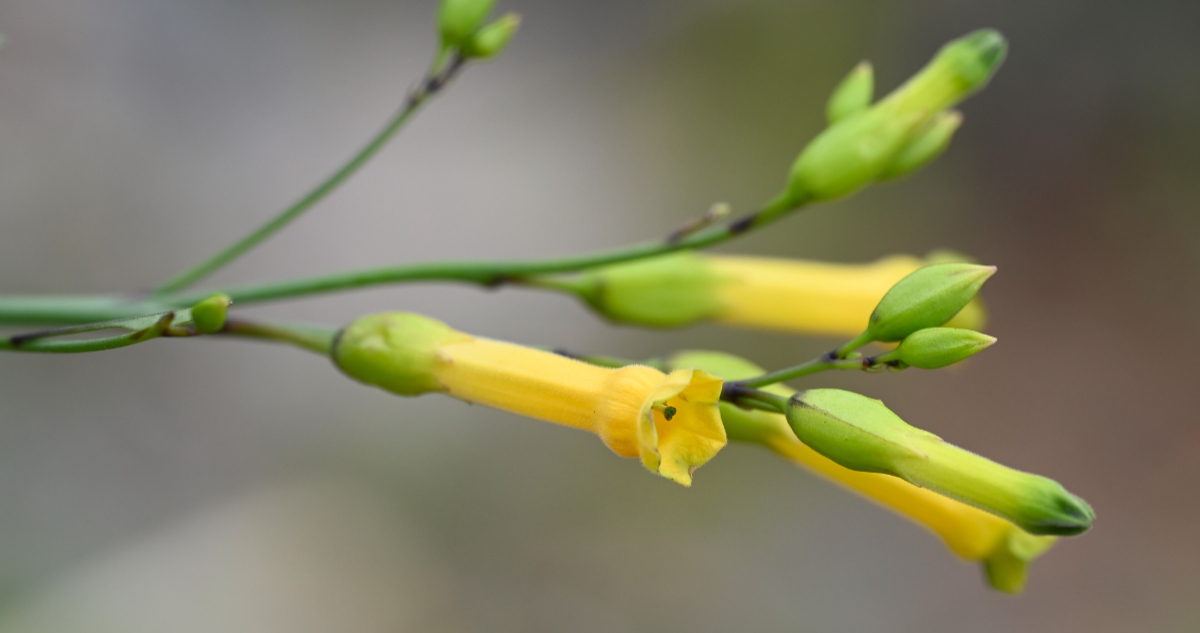Foto de la planta tóxica Nicotiana glauca