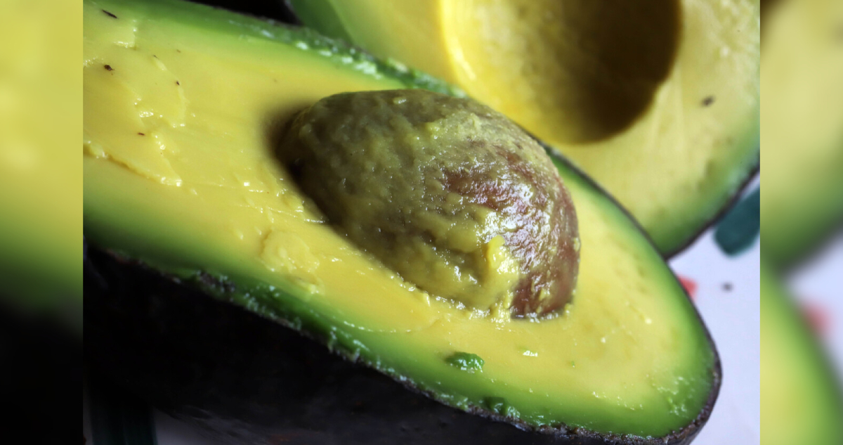 Palta en modo récord: temporada cierra con producción sobre lo estimado y el mejor registro en 15 años