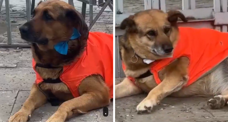 perritos