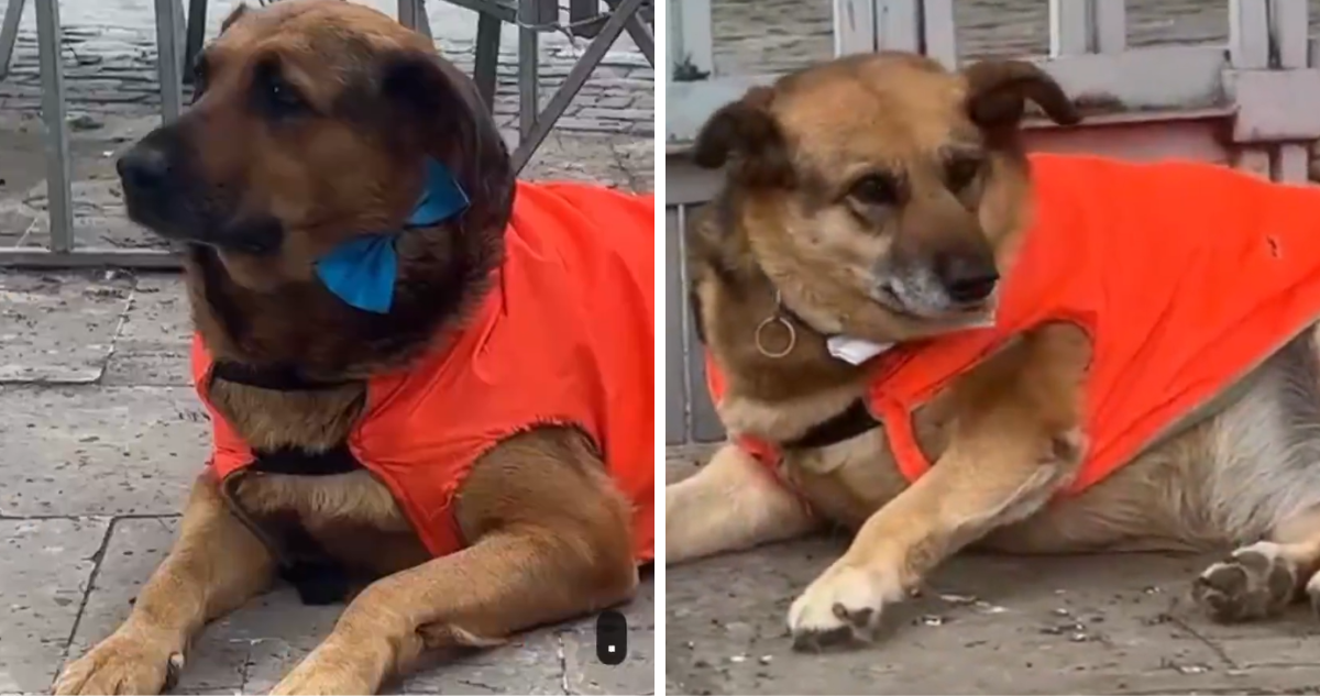 perritos
