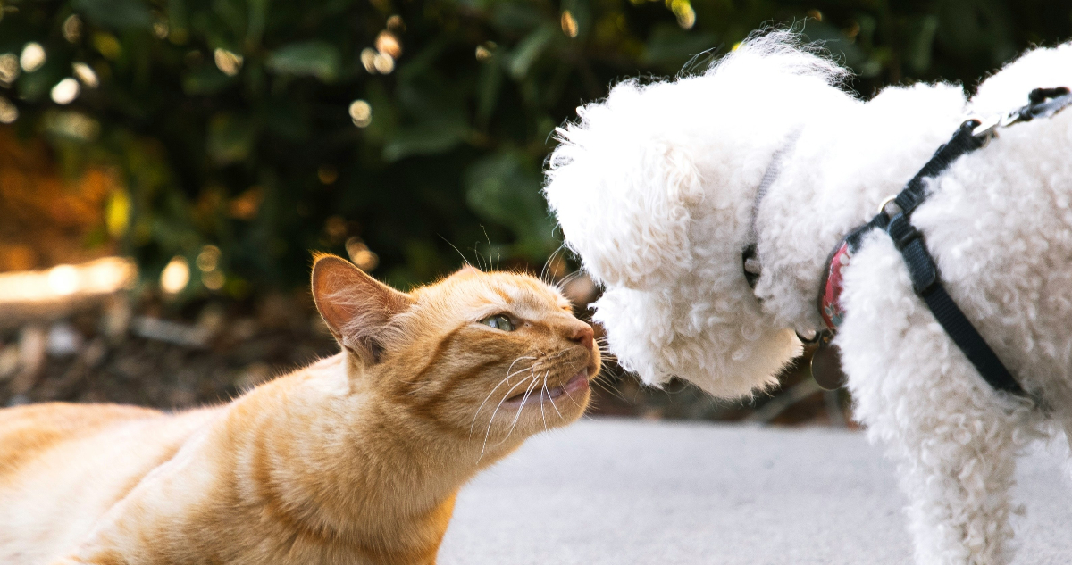 Foto de un perro y un gato para ilustrar nota sobre la influenza en mascotas