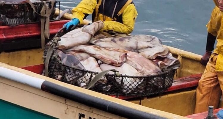 pesca de arrastre jibia